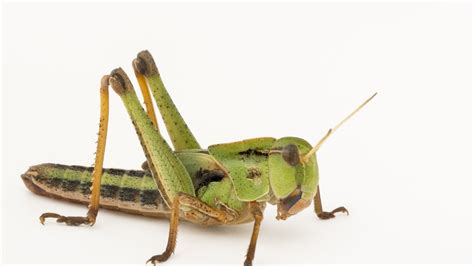 locustpw|Locust.